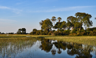 Reflection of Trees in the Water in Botswana Africa