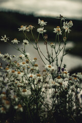 chamomile flowers grow in a field with other different grass in the evening. Selective focus