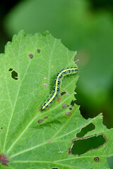 closeup the green caterpillar insect hold and sitting on the ladyfinger plant leaf in the farm soft focus natural green brown background.