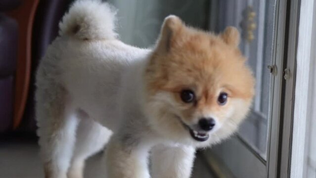 close up brown Pomeranian round funny face in home. cute puppy pet with happy tongue face. pet is laying down on floor