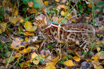 Outdoor Excursion with Bengal Cat