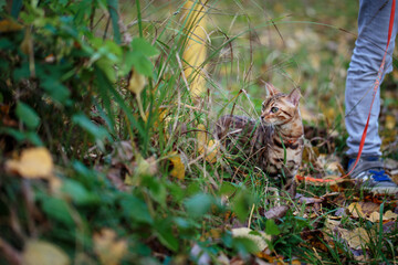 Outdoor Excursion with Bengal Cat