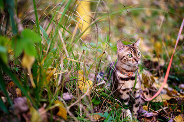 Outdoor Excursion with Bengal Cat