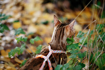 Outdoor Excursion with Bengal Cat