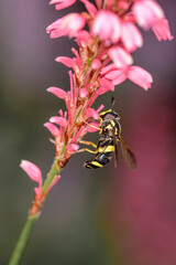 Chrysotoxum bicinctum with Persicaria orientalis