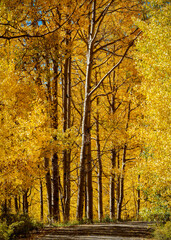 Fototapeta premium Colorado dirt road in Autumn. Cimarron Ridge,Colorado.