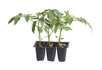 Plastic pack containing three seedlings of tomato (Solanum lycopersicum or Lycopersicon esculentum) ready for transplanting into a home garden isolated