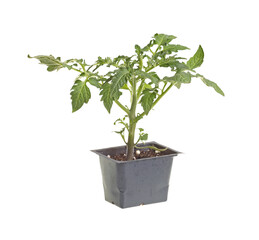 Seedling of a tomato (Solanum lycopersicum or Lycopersicon esculentum) in a black plastic pot ready to be transplanted into a home garden isolated