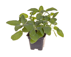 Small plant of the garden herb sage (Salvia officinalis) cultivar Berggarten in a black plastic pot...