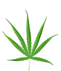 Marijuana leaves, medical marijuana use, 