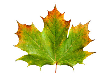 Ahornblatt im Herbst