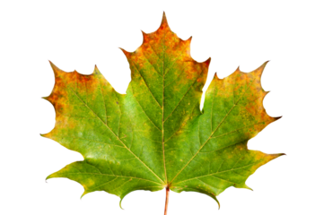 Ahornblatt im Herbst