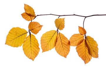 Blätter einer Buche im Herbst