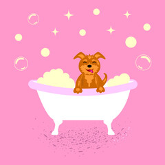 Grooming, funny dog ​​bathes in bath foam