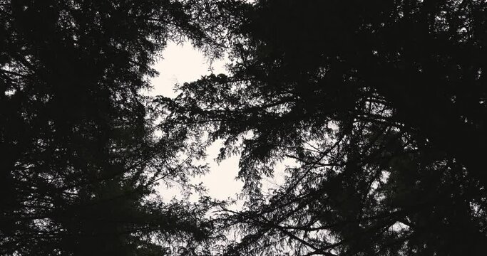 Looking up and slowly turning through trees made a silhouette cover by the white sky