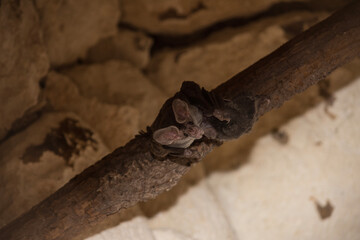 Mother Woolly False Vampire Bat (Chrotopterus auritus) Nursing Her Young at a Roost in a Mayan Ruin in Calakmul Biosphere Reserve, Mexico.