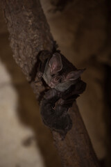 Mother Woolly False Vampire Bat (Chrotopterus auritus) Nursing Her Young at a Roost in a Mayan Ruin in Calakmul Biosphere Reserve, Mexico.