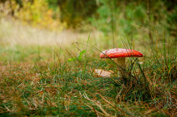 Amanita mushroom forest grass moss autumn red mushroom poisonous mushroom