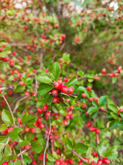 Big red berries on a green bush. Autumn fruits. Rosehip for tea
