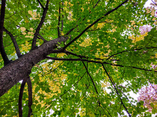 Fototapeta na wymiar A large autumn tree with green and yellow leaves. A huge lime tree in the forest