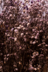 dried flowers of a lilac, lavender and pink gypsophila