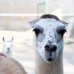 Fototapeta premium Alpaca head in the zoo close-up copy space