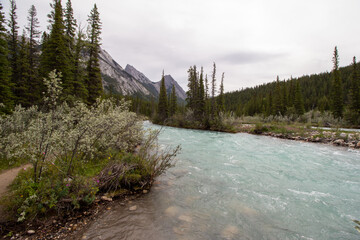 Kootenay Plains Ecological Reserve, AB