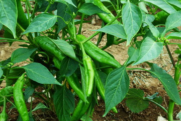 fresh organic green chili pepper or chillies on plant in garden ready for harvesting