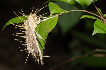 Cordyceps Infestation of a Moth in Calakmul Biosphere Reserve, Mexico.