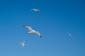 seagulls in the sky
