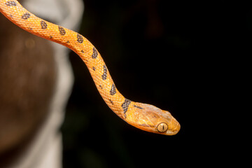 Small-Spotted Cat-eyed Snake in Calakmul Biosphere Reserve, Mexico.