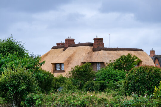 Typisches norddeutsches Klinkerhaus auf der Insel Sylt mit neu eingedecktem Reetdach mit grüner Vegetation, Kartoffel-Rose, im Vordergrund, viel Copy Sapce..