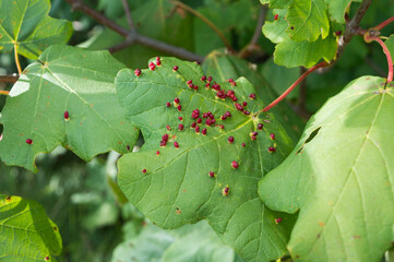 Maple tree disease by the gall mites causing red bumps on leaves; maple gall mites or eriophyidae