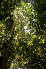 Forest Canopy of Calakmul Biosphere Reserve, Mexico.