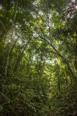 Obraz na płótnie Canvas Forest Canopy of Calakmul Biosphere Reserve, Mexico.