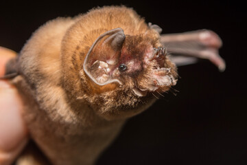 Ghost-faced Bat Caught Mist Netting in Calakmul Biosphere Reserve, Mexico.