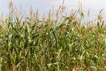 Obraz premium Closeup of a green cornfield with maize