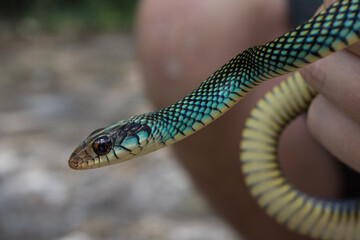 Speckled Racer in Calakmul Biosphere Reserve, Mexico.