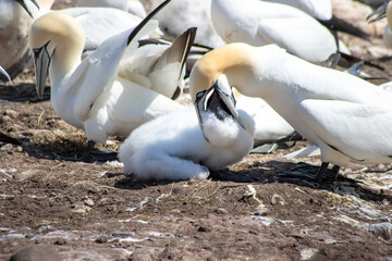 Northern Gannet mother (Morus bassanus) feeding her baby on Bonaventure Island, off the coast at Perce, Gaspe Peninsula, Quebec, Canada