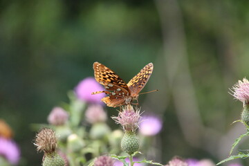 butterfly on a flower