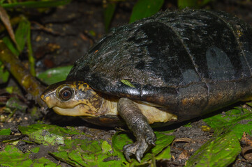 Narrow-bridged Musk Turtle in Calakmul Biosphere Reserve, Mexico.