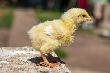 Little yellow chicken, full length. Close-up.