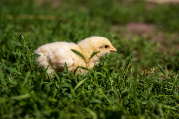 Little yellow chicken, full length. Close-up.