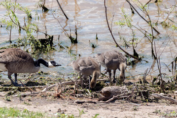 Canada Geese Goslings on Fox River Shoreline In De Pere, Wisconsin in June