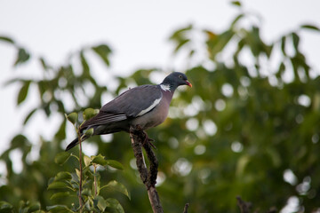 Close-up of a European dove perched on a treetop. Streptopelia turtur 