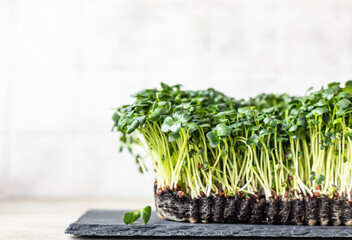 Radish microgreen sprouts on black slate board. Organic microgreen for healthy eating. Concept of vegan food. Growing at home.