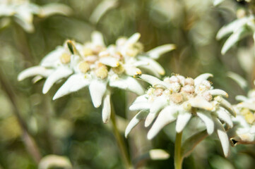 Close-up of an edelweiss in the meadow of the garden of Saint James church. Val Gardena, Italy