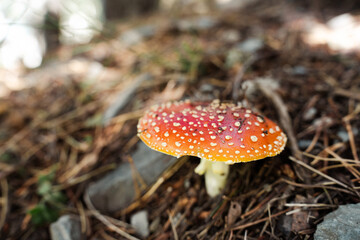 Amanita muscaria toxic mushroom in the undergrowth. Fly agaric mushroom. Harvesting poisonous mushrooms beware careful pay attention.