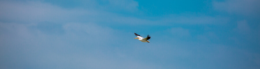 A flock of pelican birds walks along the blue lake of Cyprus. Flying pelicans in the blue sky. Waterfowl at the nesting site.