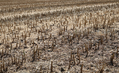 Full frame image of short cropped corn stubble after harvesting